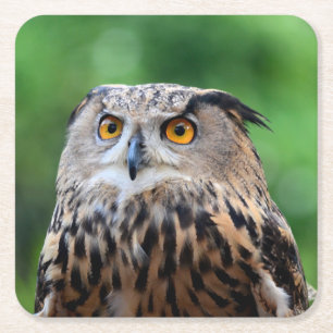 Beautiful Owl Coaster Set