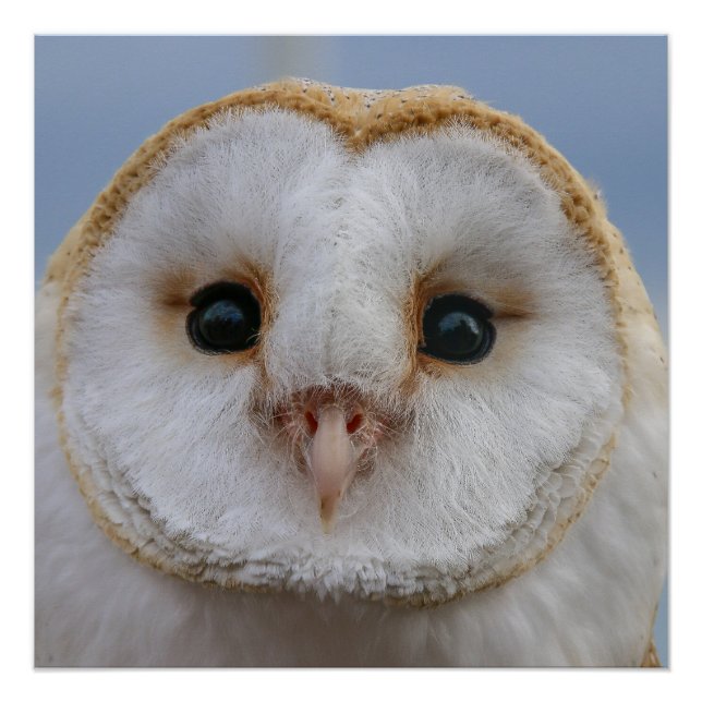 Beautiful Owl Face Poster (Front)