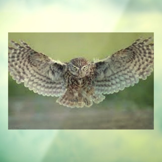 BEAUTIFUL "OWL IN FLIGHT" WINDOW CLING (Sheet 3)