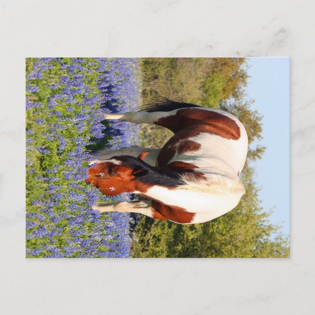 Beautiful Paint Horse in a field of Blue Bonnets Postcard (Front)
