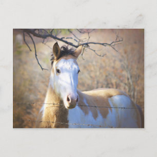 Beautiful Paint Horse Postcards