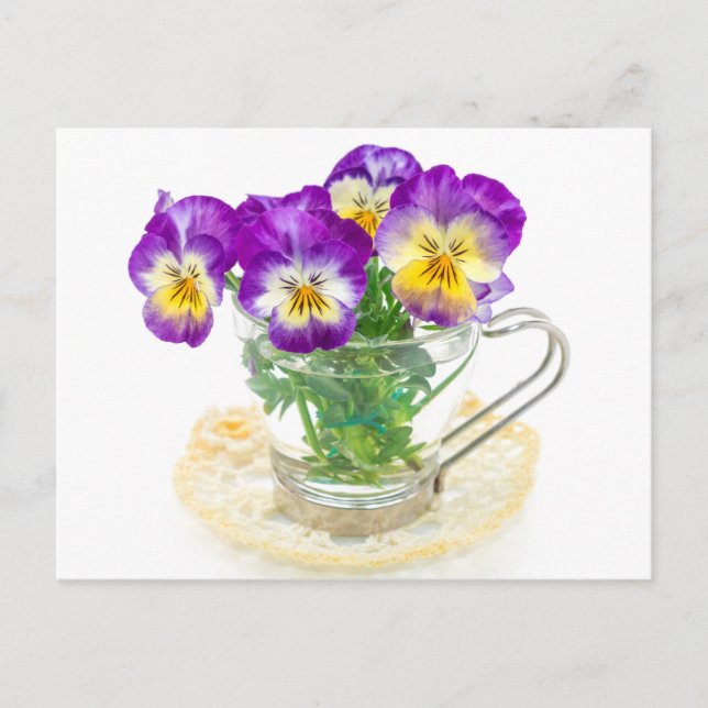 beautiful pansy flowers isolated in a cup postcard (Front)