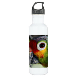 Beautiful Parrot 710 Ml Water Bottle