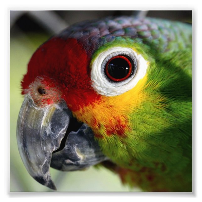 Beautiful Parrot Photo Print (Front)