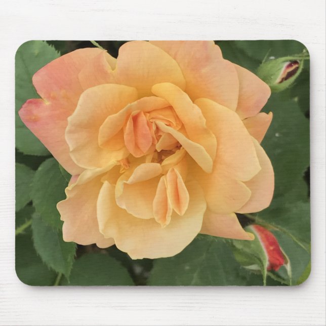 Beautiful Peach Coloured Rose Mouse Pad (Front)