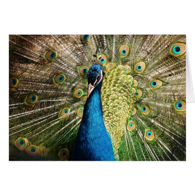 Beautiful peacock (Front Horizontal)