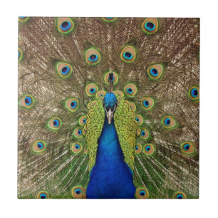 Beautiful peacock and feathers print ceramic tile