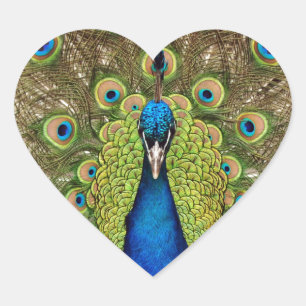 Beautiful peacock and tail feathers print heart sticker