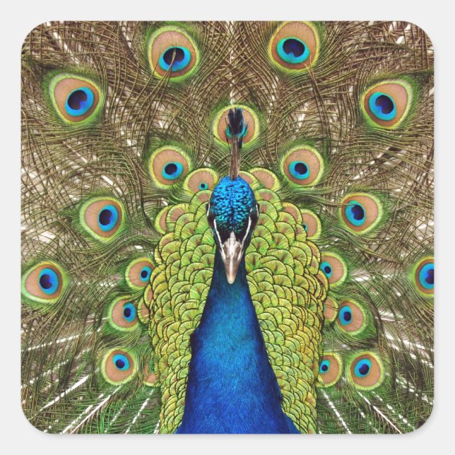 Beautiful peacock and tail feathers print square sticker (Front)