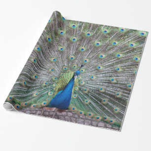 Beautiful Peacock Bird Plumage Colourful Feather Wrapping Paper