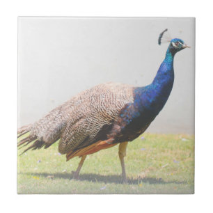 Beautiful Peacock Bird Walking  Ceramic Tile