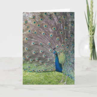 Beautiful Peacock Card