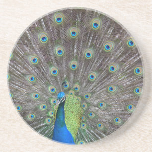 Beautiful Peacock Coaster