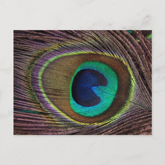 Beautiful Peacock Feather Postcard (Front)
