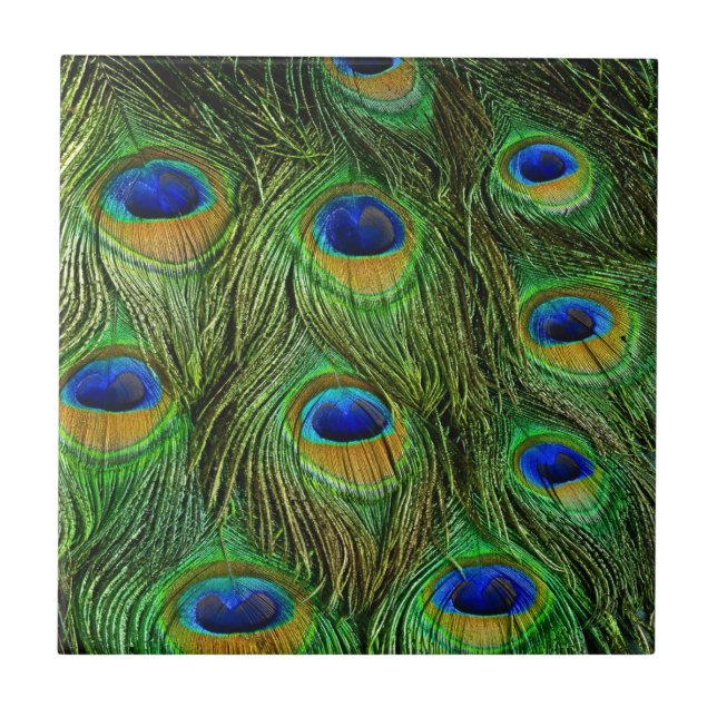 Beautiful Peacock Feathers Ceramic Tile (Front)