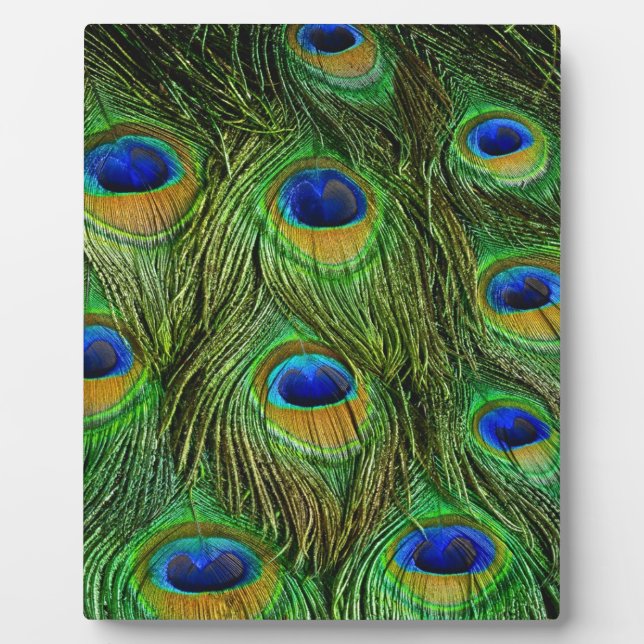 Beautiful Peacock Feathers Plaque (Front)