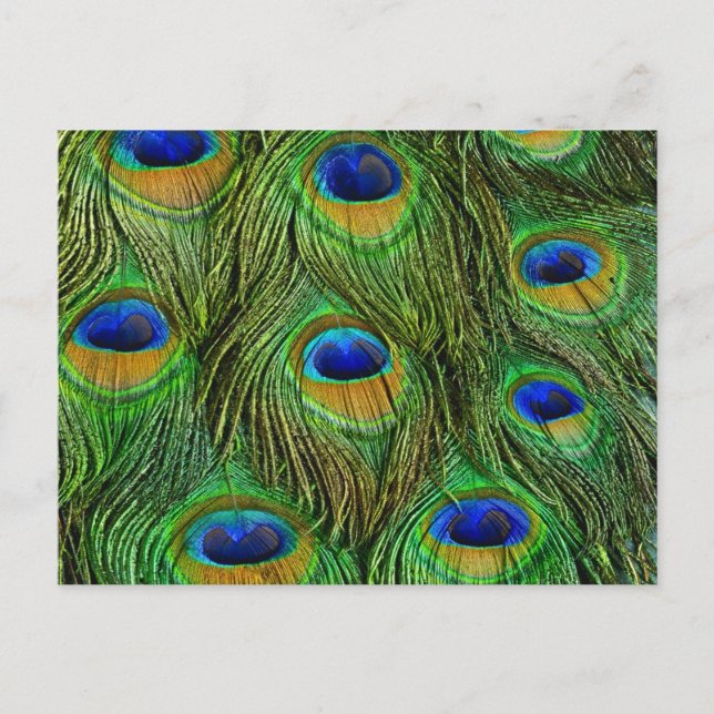 Beautiful Peacock Feathers Postcard (Front)