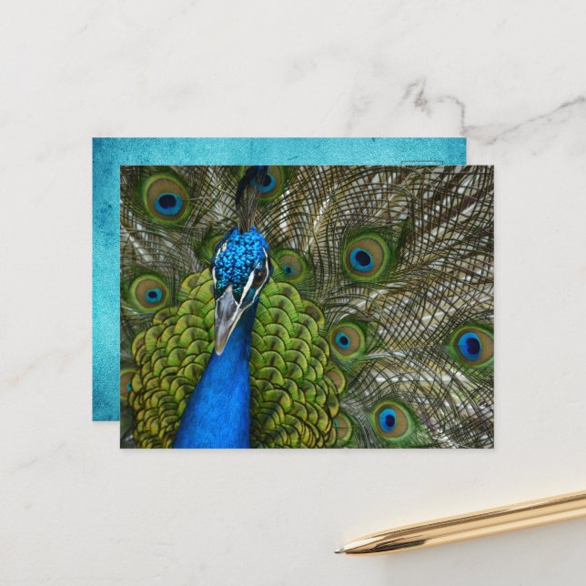 Beautiful Peacock Feathers    Postcard (Front/Back In Situ)