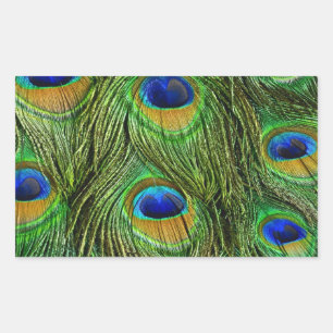 Beautiful Peacock Feathers Rectangular Sticker