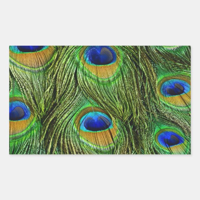 Beautiful Peacock Feathers Rectangular Sticker (Front)