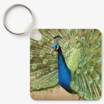 Beautiful Peacock