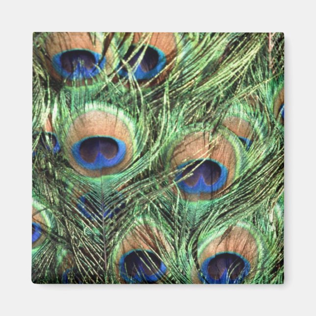 Beautiful Peacock Magnet (Front)