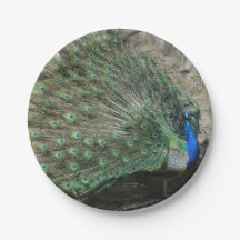 Beautiful Peacock