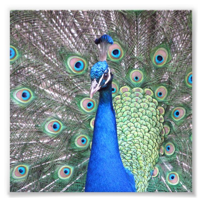 Beautiful Peacock Photo Print (Front)