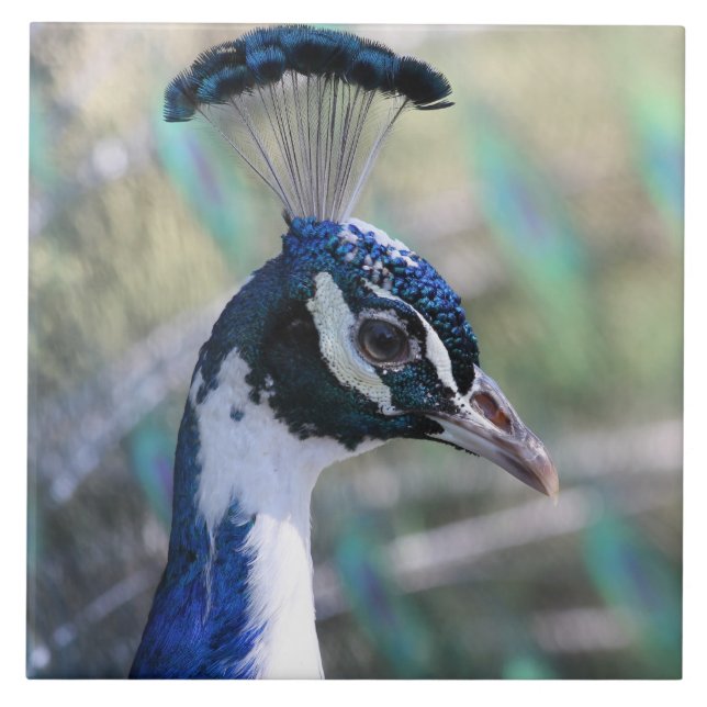Beautiful peacock portrait ceramic tile (Front)