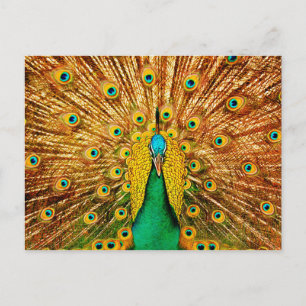 Beautiful Peacock Postcard