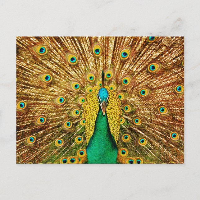 Beautiful Peacock Postcard (Front)