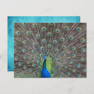 Beautiful Peacock Postcard