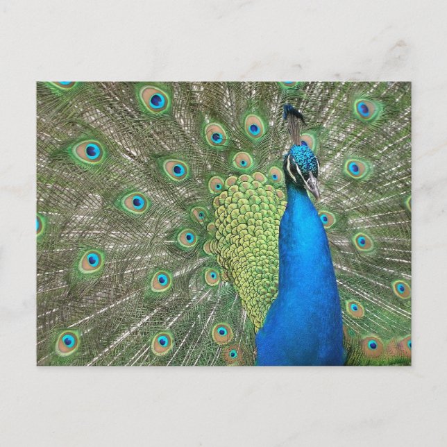 Beautiful Peacock Postcard (Front)