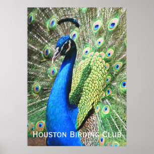 Beautiful Peacock Poster