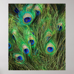 Beautiful Peacock Poster