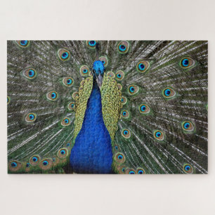 Beautiful Peacock Profile Jigsaw Puzzle