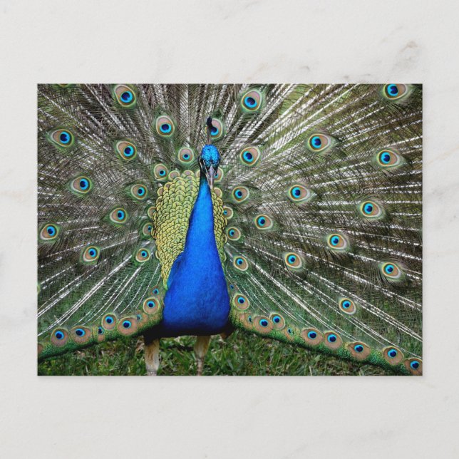 Beautiful Peacock Profile Postcard (Front)