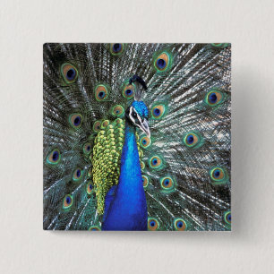 Beautiful peacock spreading colourful feathers 15 cm square badge