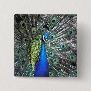 Beautiful peacock spreading colourful feathers 15 cm square badge