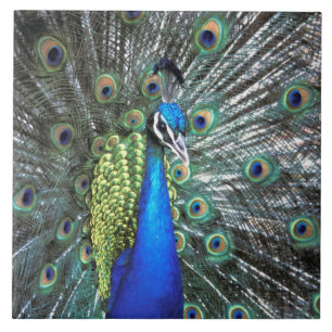 Beautiful peacock spreading colourful feathers ceramic tile