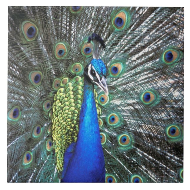 Beautiful peacock spreading colourful feathers ceramic tile (Front)