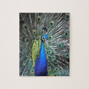 Beautiful peacock spreading colourful feathers jigsaw puzzle