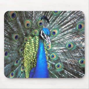 Beautiful peacock spreading colourful feathers mouse pad