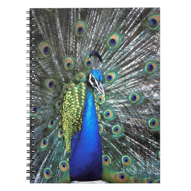 Beautiful peacock spreading colourful feathers notebook (Front)
