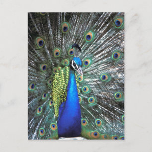 Beautiful peacock spreading colourful feathers postcard