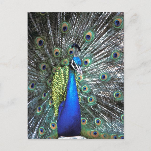 Beautiful peacock spreading colourful feathers postcard (Front)
