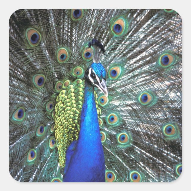 Beautiful peacock spreading colourful feathers square sticker (Front)
