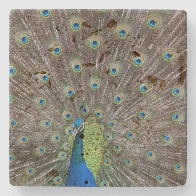 Beautiful Peacock     Stone Coaster (Front)