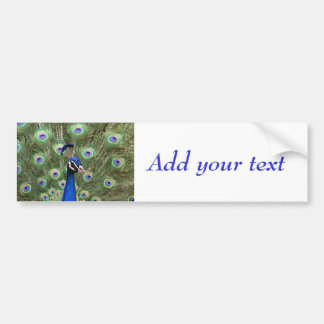 Beautiful peacock with its colourful tail opened bumper sticker