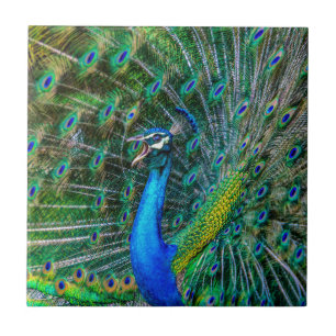 Beautiful Peacock with Open Feathers Ceramic Tile